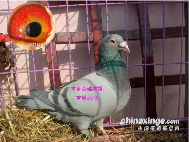 �����ָ��Ѫ �����벻�����ջ�