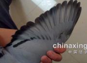 �Ÿ���ʮһ�����ۣ�