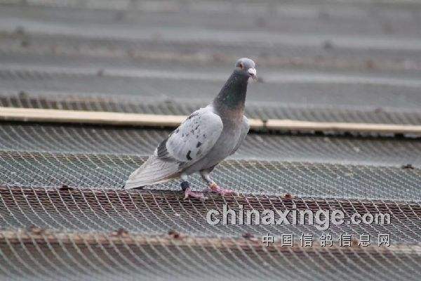 �����߽��׸�����ʺͻ���