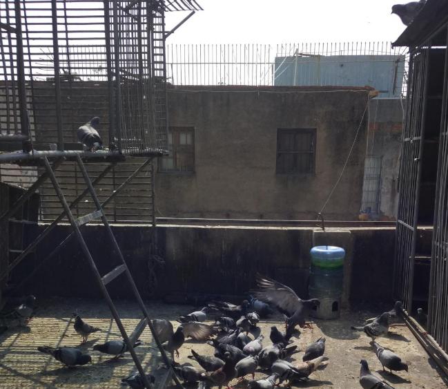 ʯʨ�׽�����������߲����� ����60��Ӳ�����