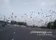 ������������300����鳲ʱ�� һ���������λ