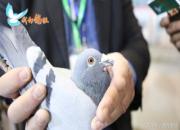 ŷ������.�ƻ���������Ĺھ��루��Ƶ��