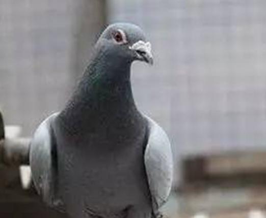 ���Ҳɷã�KBDB������ϯ����˹.�ն���(��һ����)