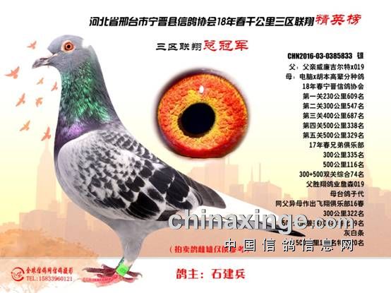 河北三区千公里白鸽强势入围前十 翻山逆风出精英