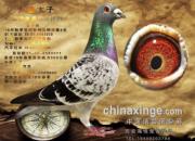 Ǭ��Ů���ָ롰������������ �����������н���