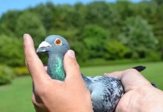 ��Ϊ�����ȵ�����