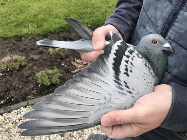 ��ƿ�11600����������ɧ