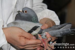 �볣������ݼ�����ϣ��£�