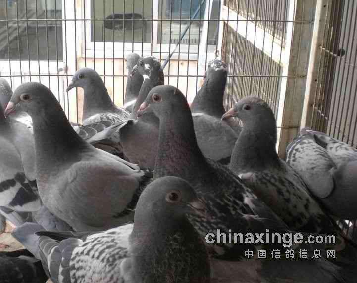 �ָ벻Ҫ������ ���Ҿ���������