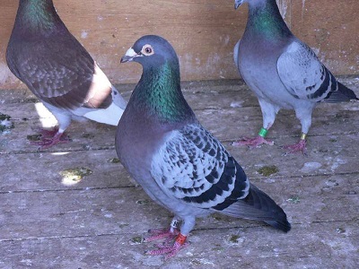 ���뼡��Ϊʲô�����