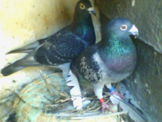 ����ǰ���¾���������ߵ������ľ�