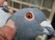 ����ǧ����γǹ鳲��ɼ���ʵ��Ч