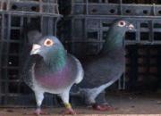 Ʒϵ���ǹھ�֮Դ