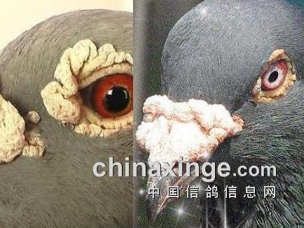 ���ӵı���