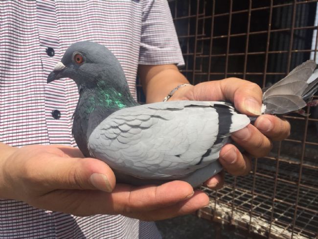 ����»��� �ھ��������������б��ܹھ�������