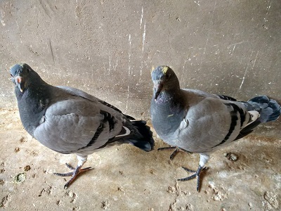 ������̸��ˮ�޳�̬ ���޶�����