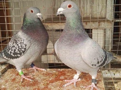 ������ʦ�¾�������