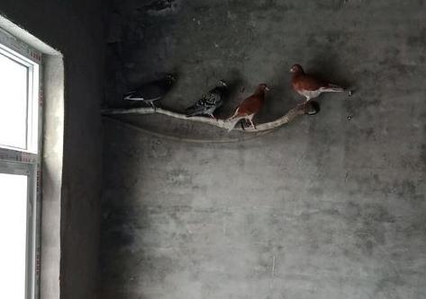 ������������������ô����