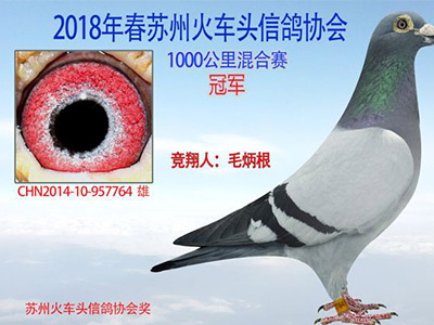 艰难千公里：苏州火车头25羽英雄归来