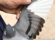 ��Ƶ�������ϸ��ѿ����о�����