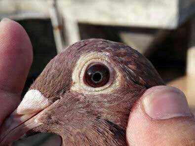 ���ͣ����ѵľ�Ʒ�ָ���