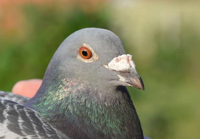 ����ʱ����³2.7����һ���ھ�