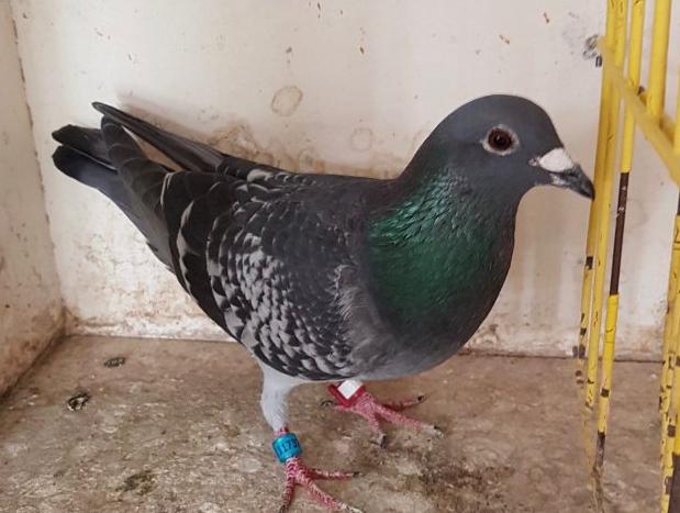 ŷս�챨������ʱ����˹7687��ھ����