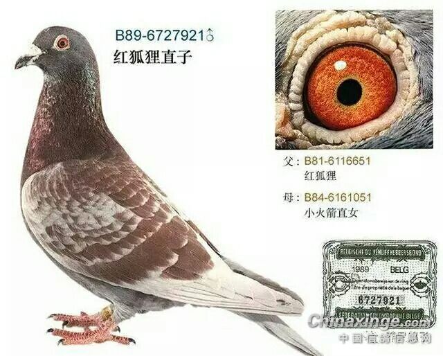 ��Ѫ�������� ����ս�����翪��