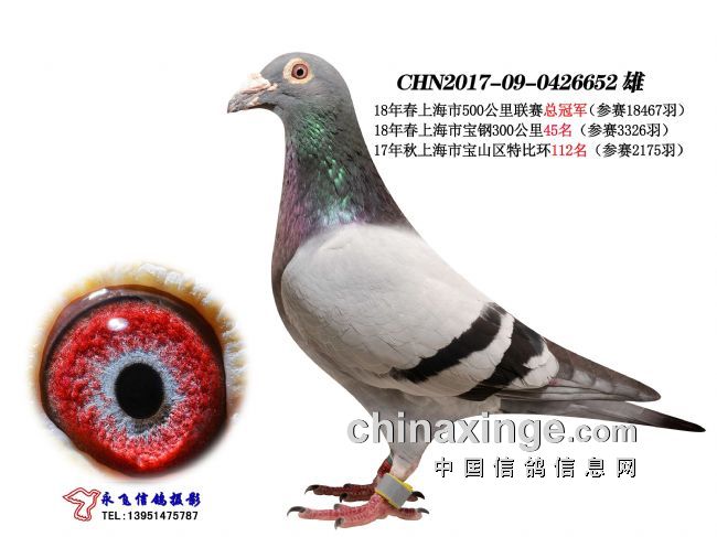 工薪鸽友展风采——记上海市联翔冠军季军