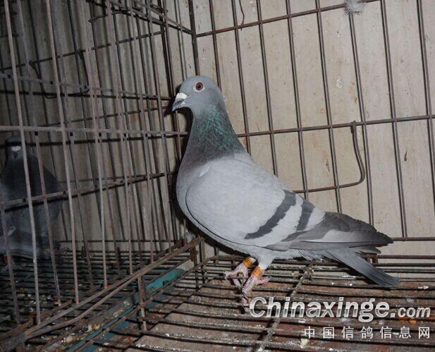 ����δ�����й���������    �������������ϰ�