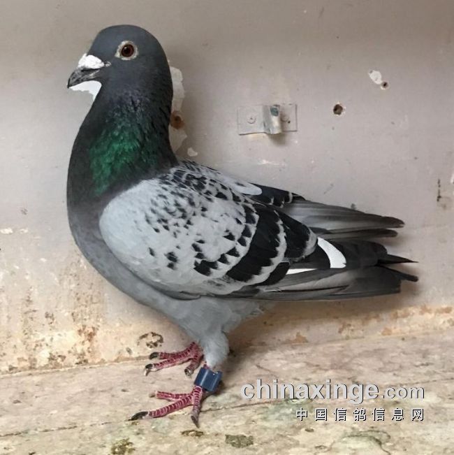 ����ʱ���¶������������ 6355��������ս