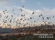 �ո����䣡���ճ�Զ��6:18�ַŷ�2057��