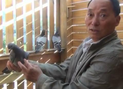 视频：贵阳息烽40年鸽痴张友方