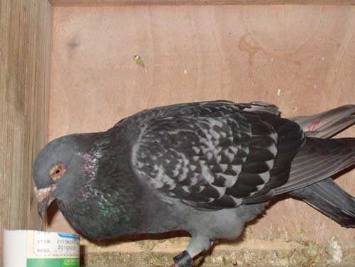 �����ǵ�Ѫ�ز��� ��Զ��������ĺ��ѣ�