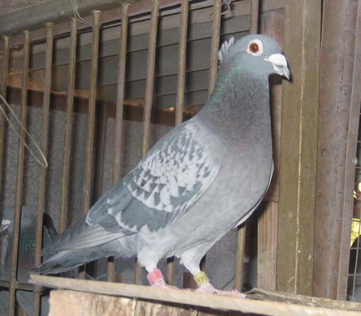 ר�����ң���η�ѡ����뷨