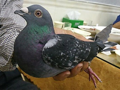 �ý��ճ�Զ�̹ھ�������������Ѫ ֻ��Զ��