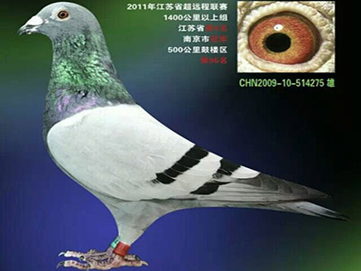 ����س��� ī���ճ�ϵ�����ý��ճ�Զ���Ͼ��ھ�