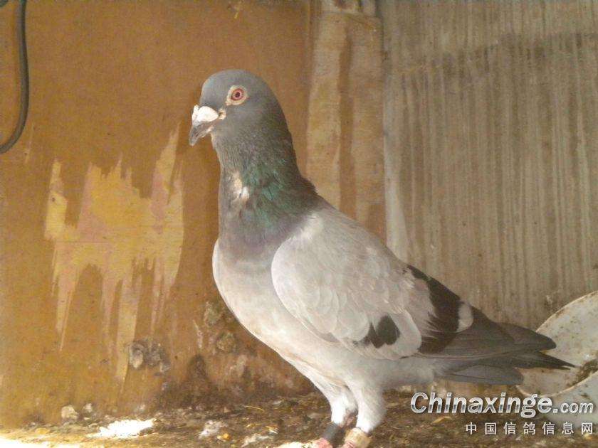 ���������۷�״̬