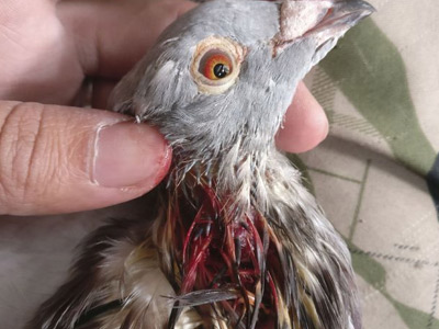 Ѫ���ܵ�ȥ���� ���������������ͼ��