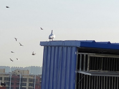 ¥��С���Ứ�˲�����ǧ ֵ��