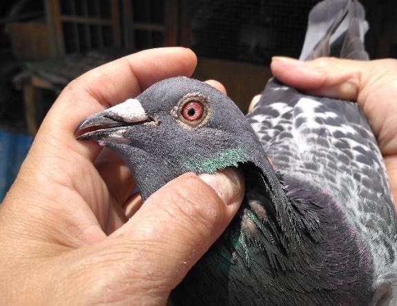 Ϻ2000ﳬԶѹ ǰ׽Ʒϵ