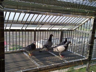 ������������������������