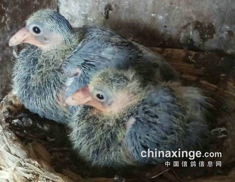 三大方向十二点经验助力工薪鸽友参加公棚赛