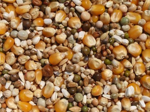 ����Ԥ�������е�ù������