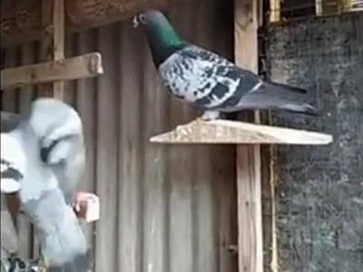 ���ܼܺ�����ɫ �Ͻ�ѧϰ 