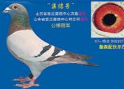 17�깫�ﲻ���ؾ���ѡ���� ��ô����Ӯ