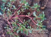 �ļ���ι �����ø��ӳԳ���