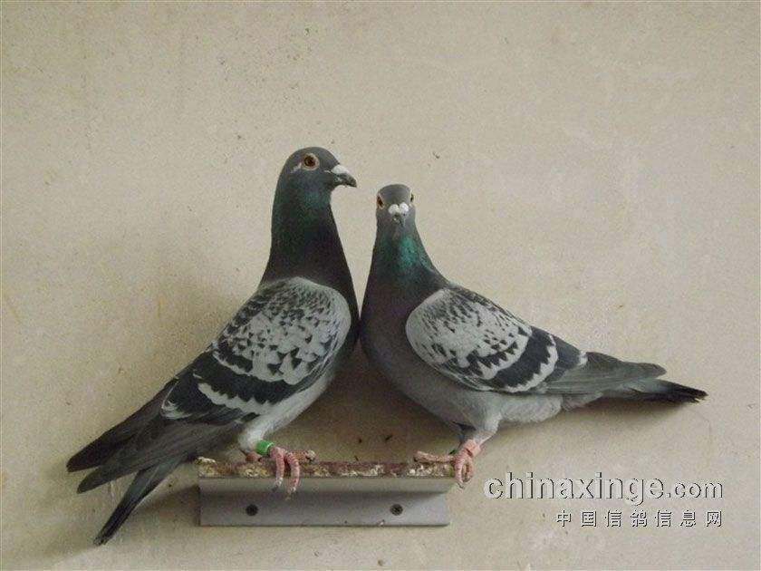 ���������д�����������