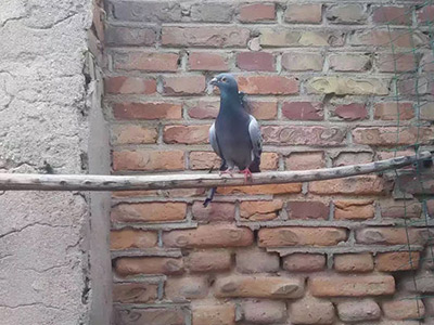 ʮͷСүү͸ ũ嵽¥Զ