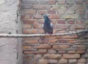 ��ʮ��ͷС�����үү�͸��� ��ũ�嵽¥������Զ��
